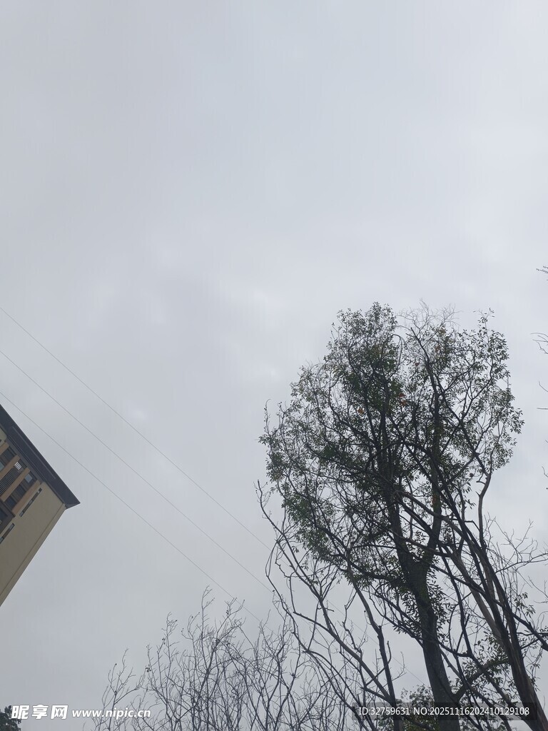 冬日枯树与建筑景观