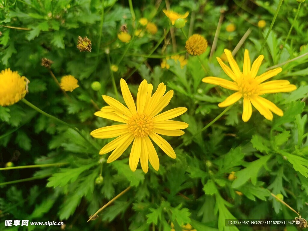 黄色小花在绿叶中绽放