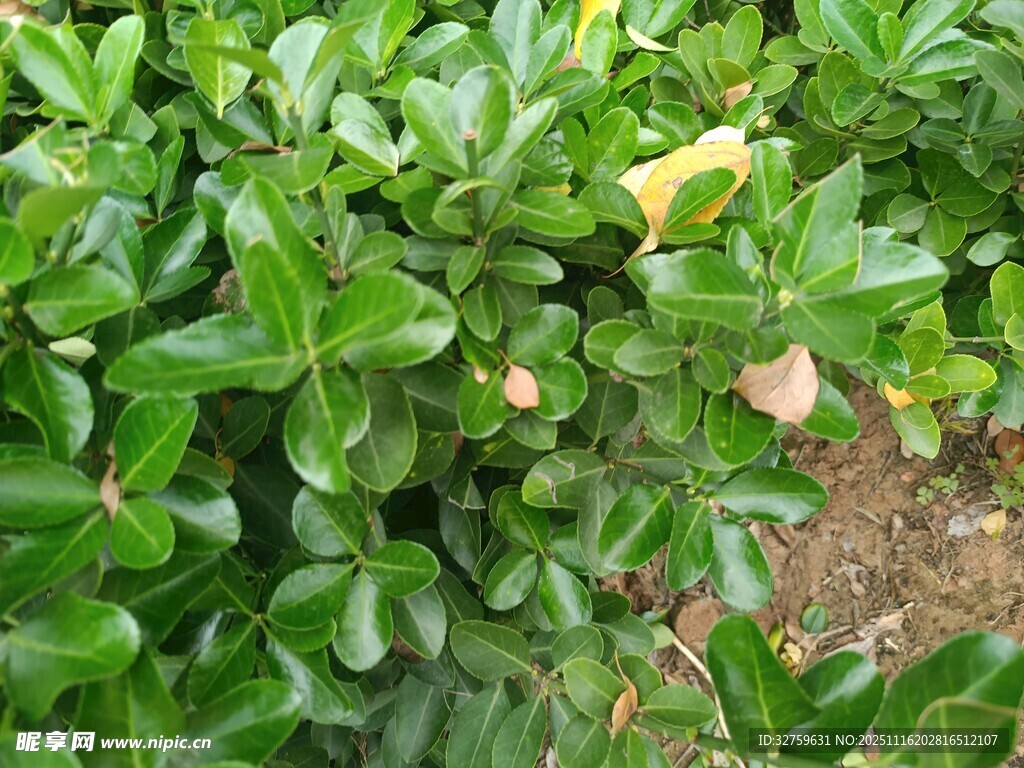 绿叶丛中的黄色小花