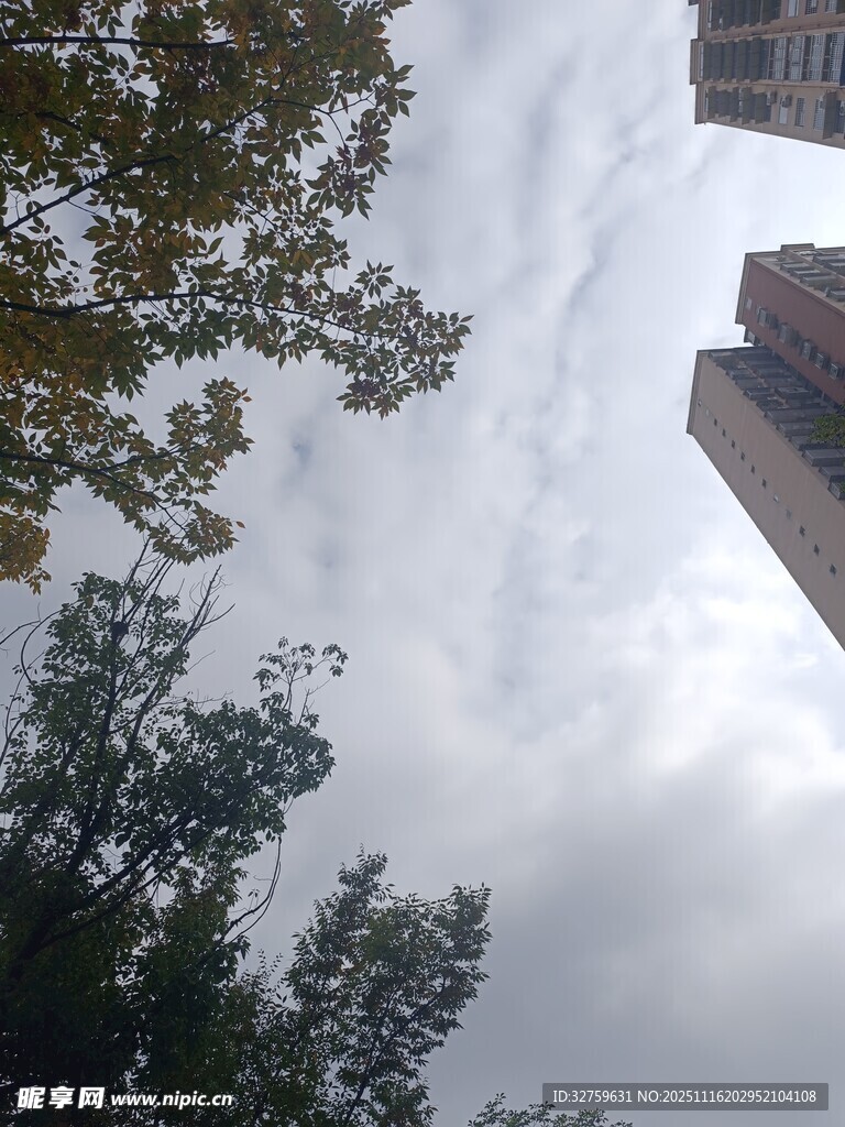 天空下的树木与高楼