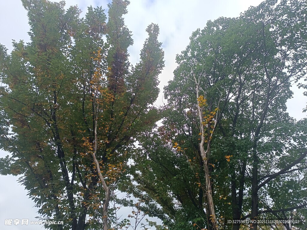 秋日树林树梢景色