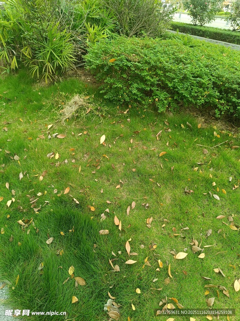 绿意盎然的草地与灌木丛