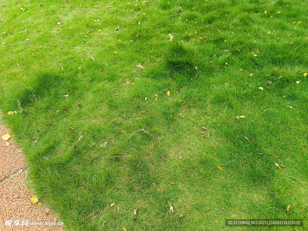 翠绿草坪近景