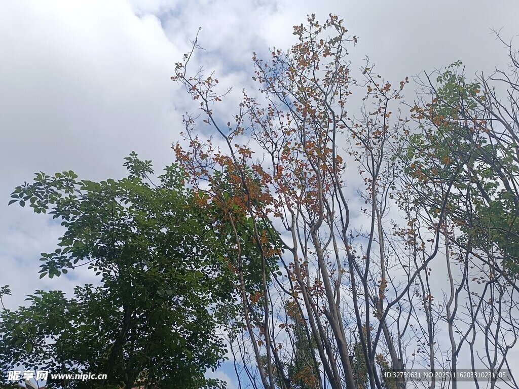 蓝天白云下的树木景致