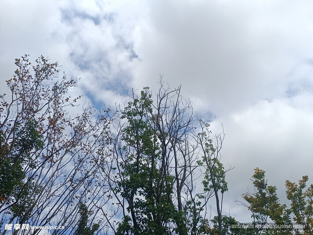 蓝天白云下的葱郁树林