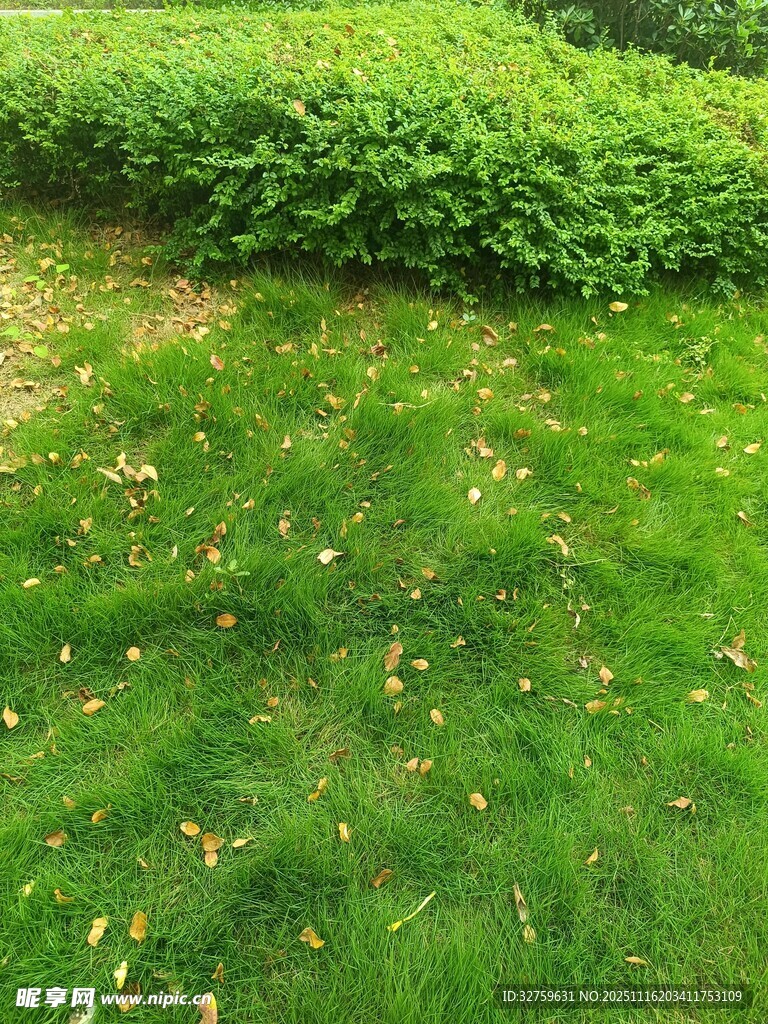 翠绿草地与繁茂绿植景观