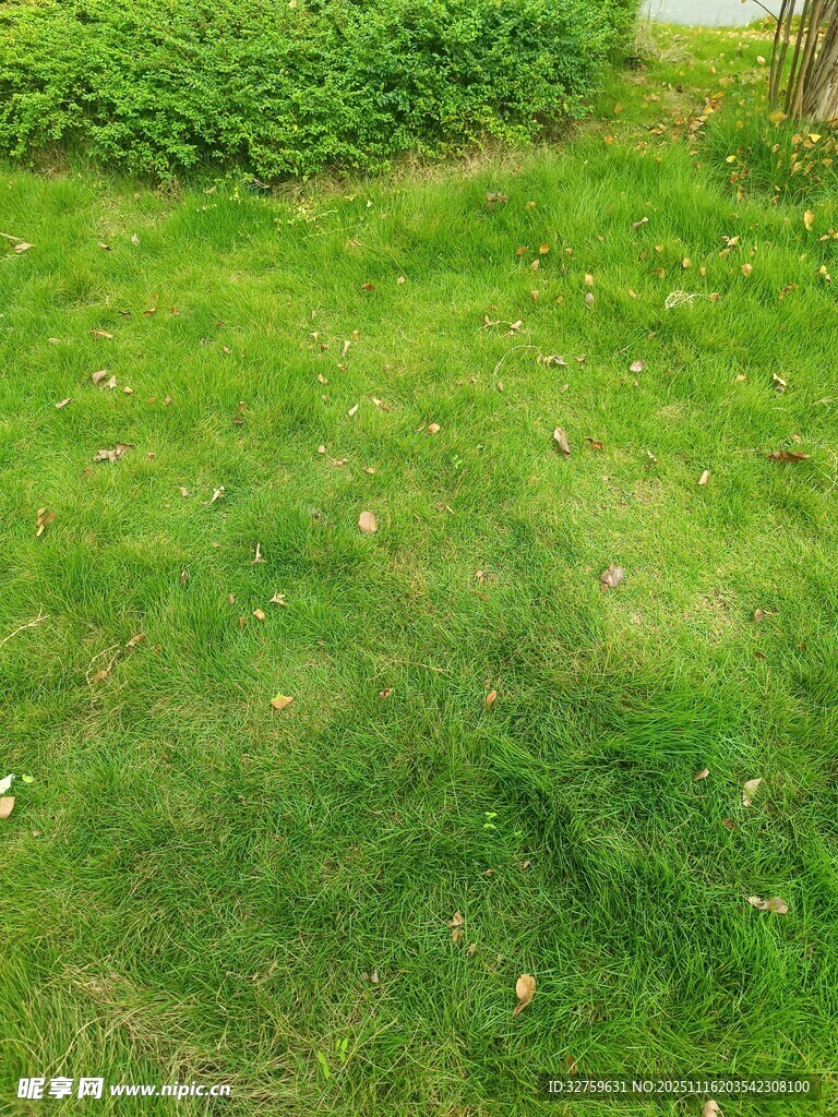 翠绿草坪与周边绿植景观