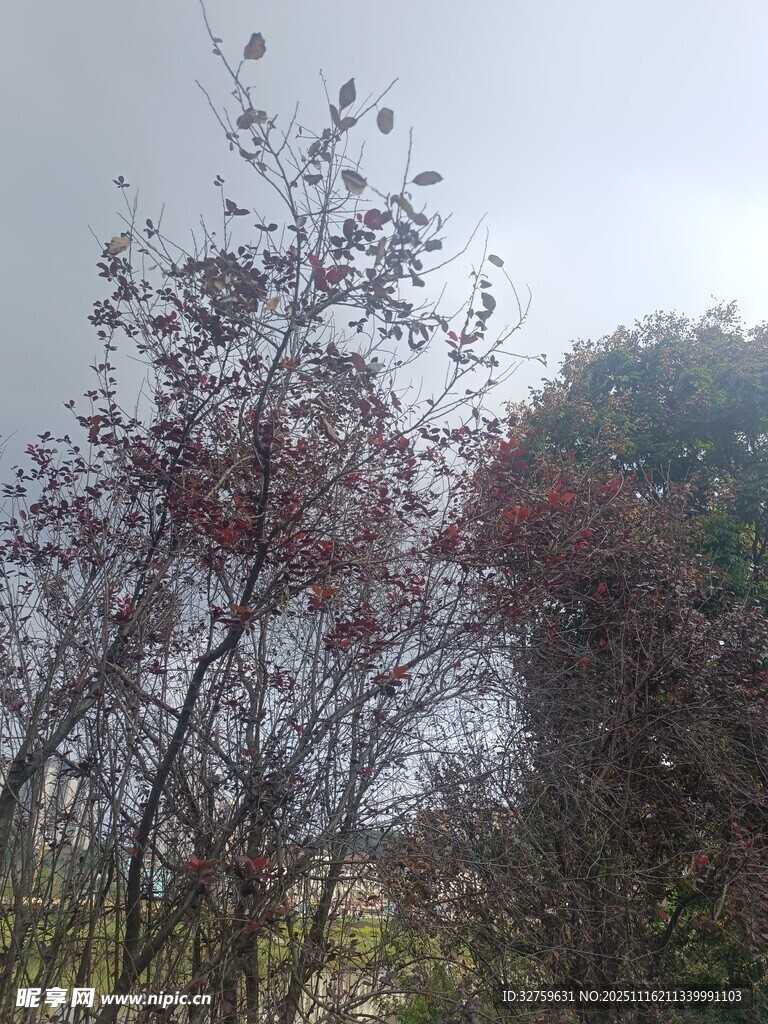 秋日红叶灌木景观