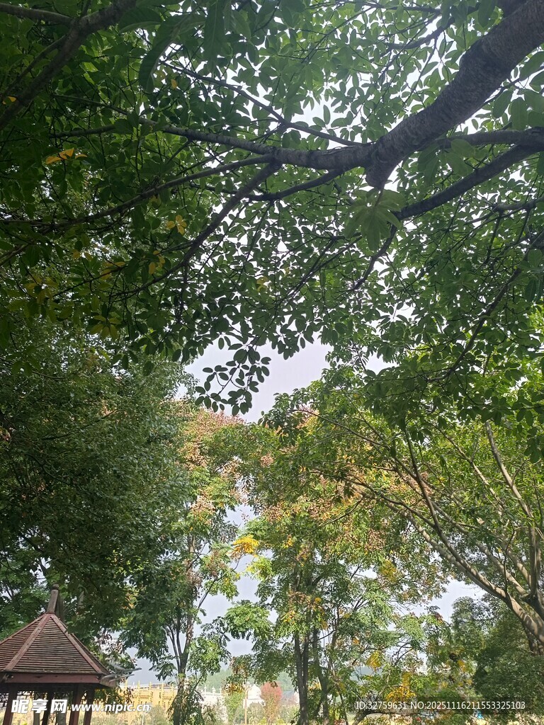 绿荫下的凉亭景致