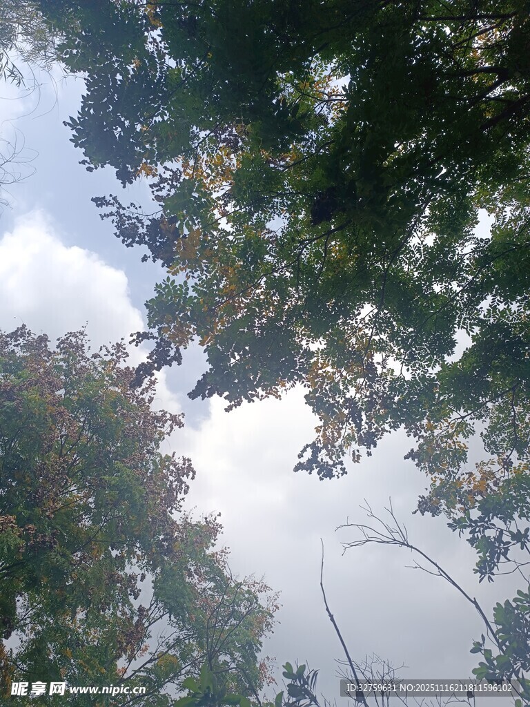 仰视茂密树林树冠