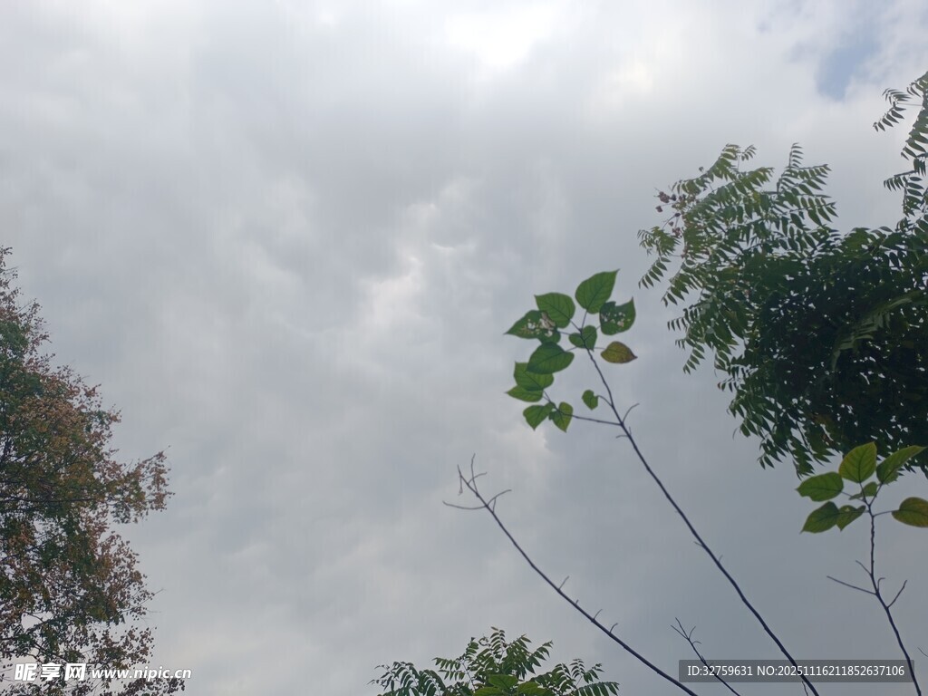 天空下的绿树与藤蔓