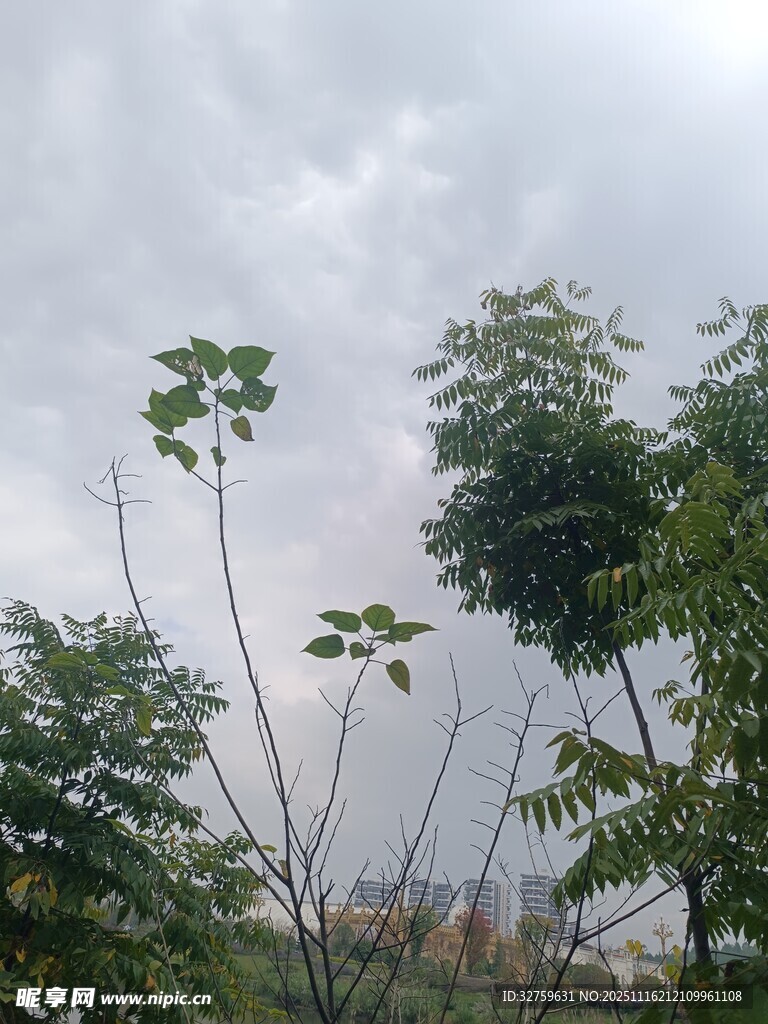 天空下的繁茂绿植