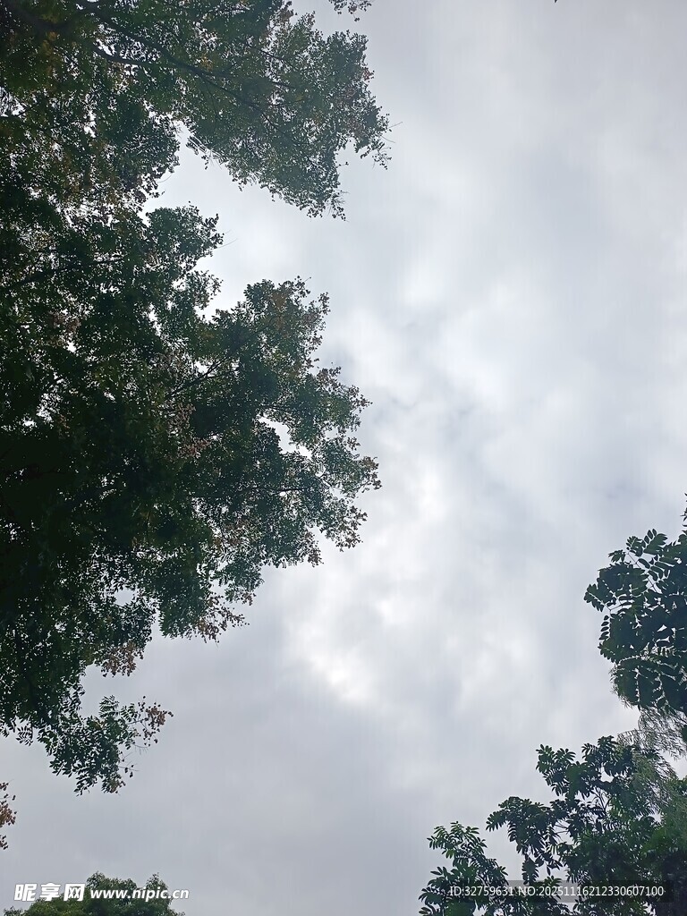 仰视树冠与天空景象