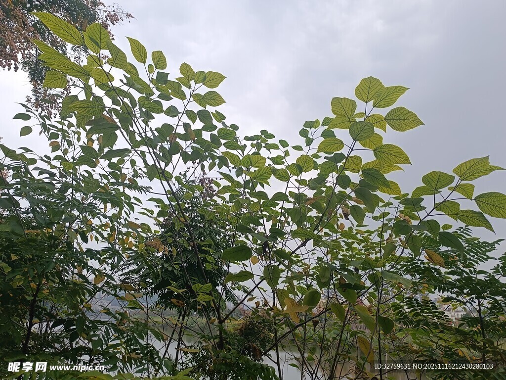 绿叶繁茂的自然景象