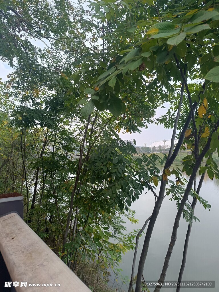 湖畔绿树环绕的观景视角