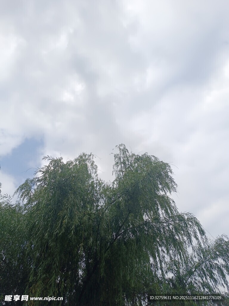 蓝天白云下的葱郁柳树