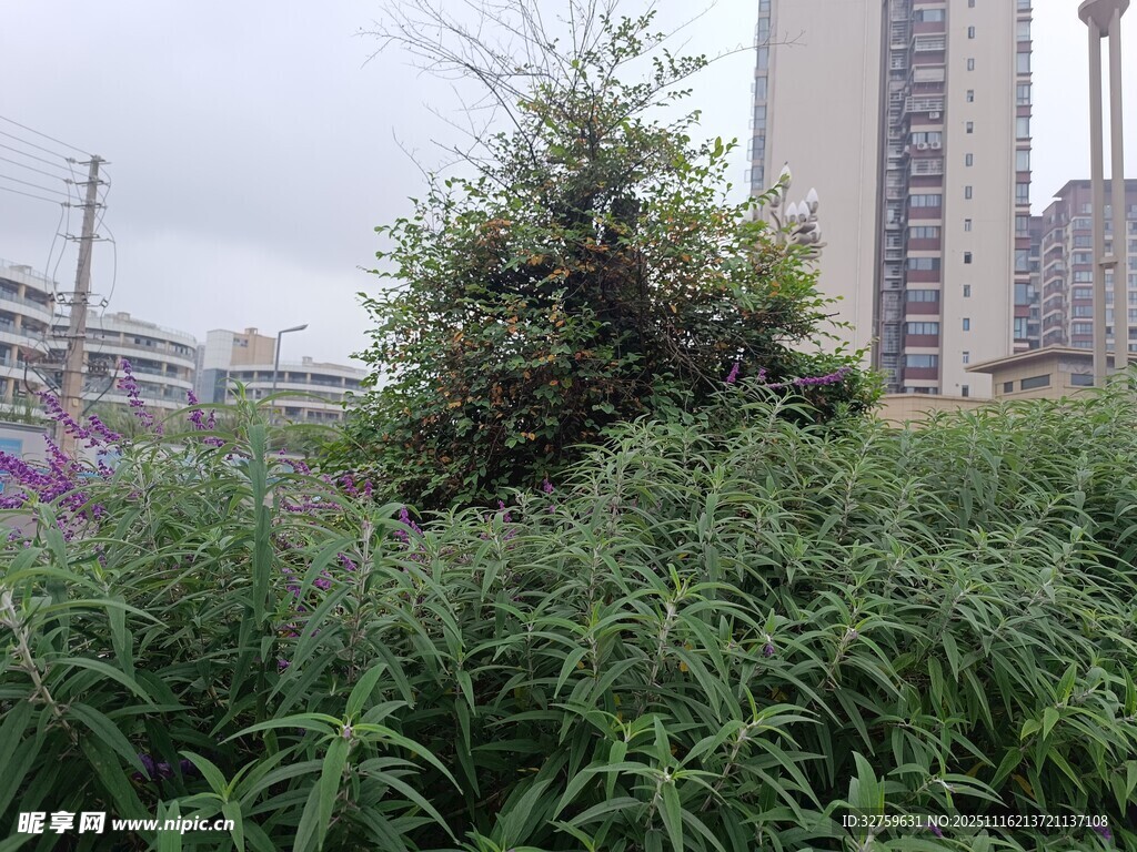 城市中的繁茂绿植景观