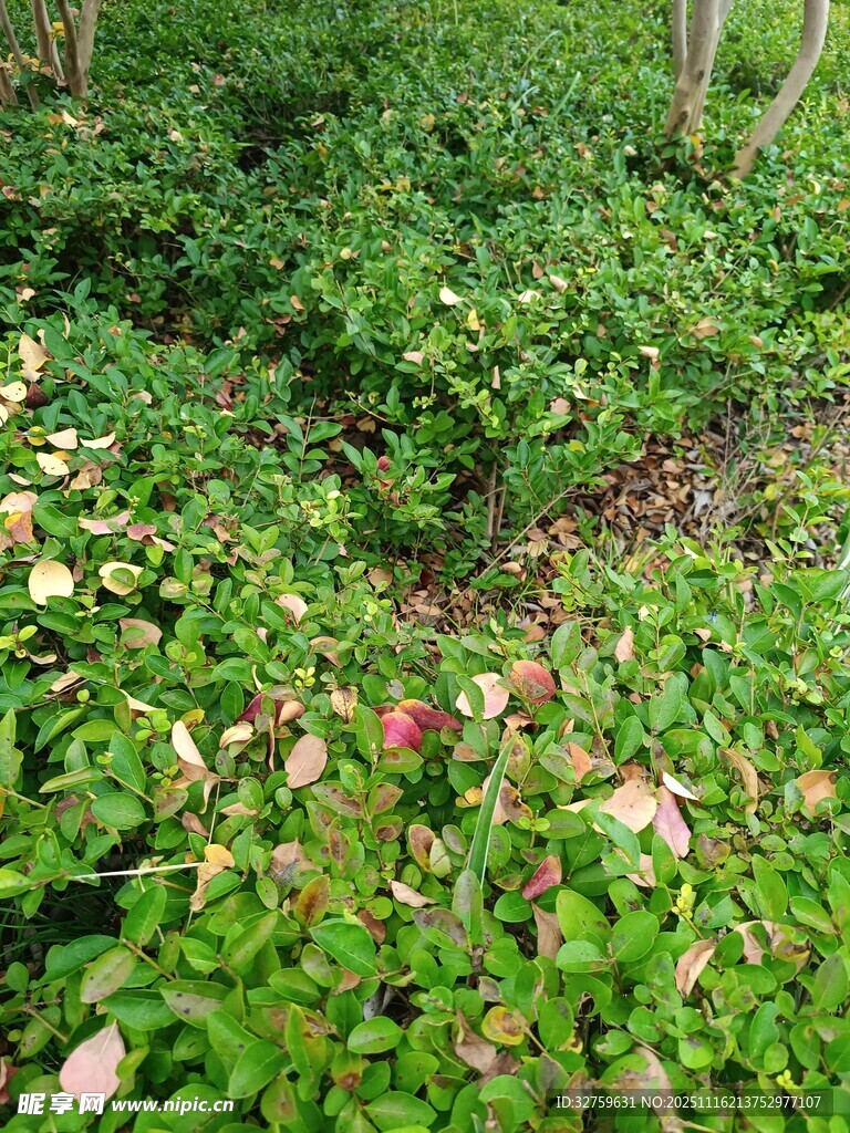 茂密绿植中的隐蔽角落