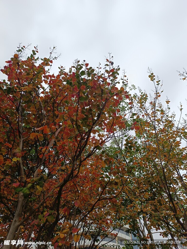 秋日多彩树木景致