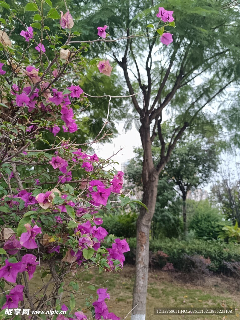 盛开的紫花树与周边景致