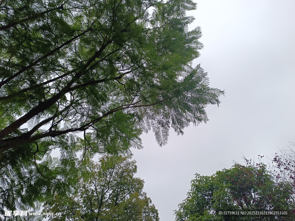 仰视葱郁树木景观