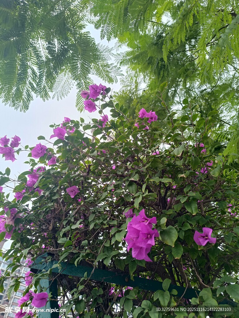 绽放的紫色花卉与绿叶