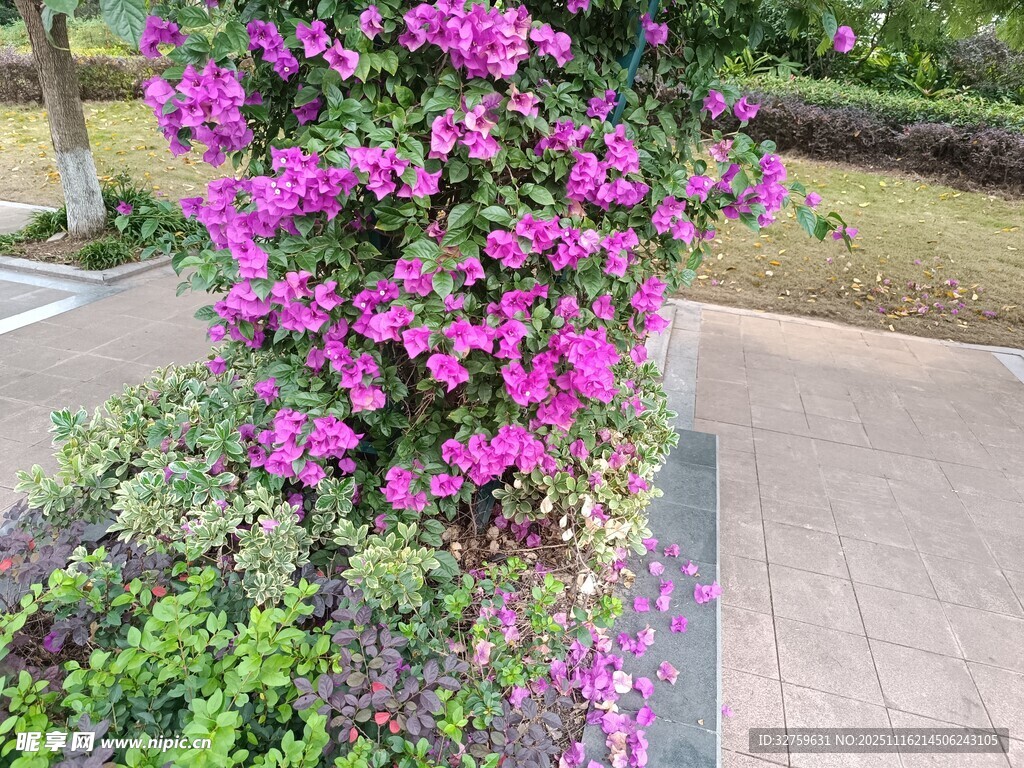 绽放的紫色三角梅景观