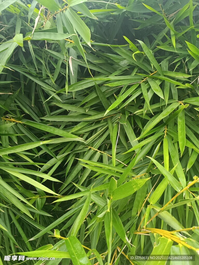 翠绿竹叶展现自然生机