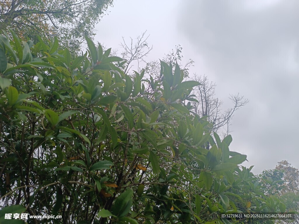 雾中葱郁绿植景观