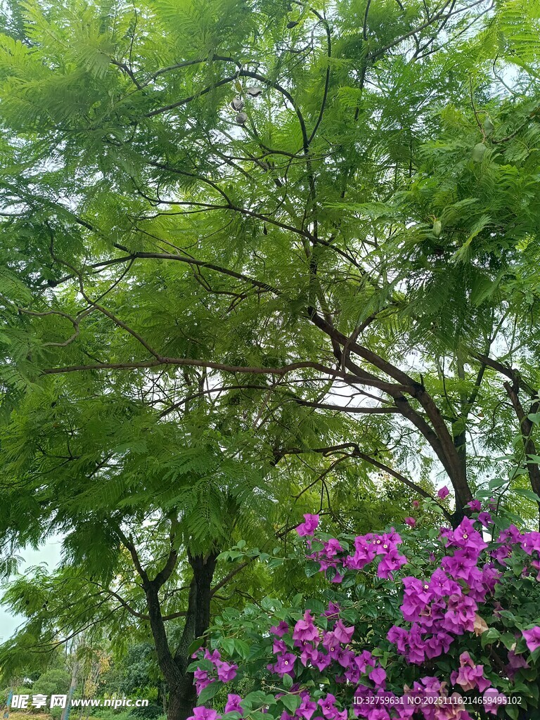 绿树繁花的自然美景