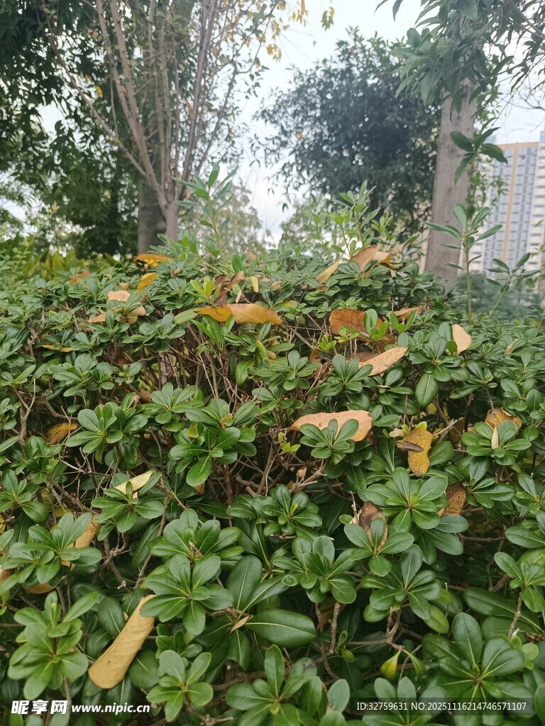 绿叶丛中的多彩叶片