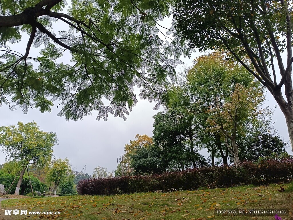 秋日林间草地景致