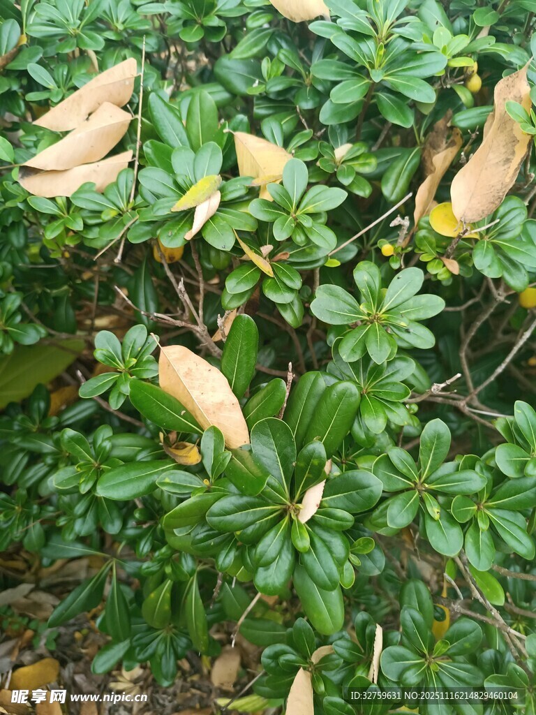 绿叶间的枯黄叶片