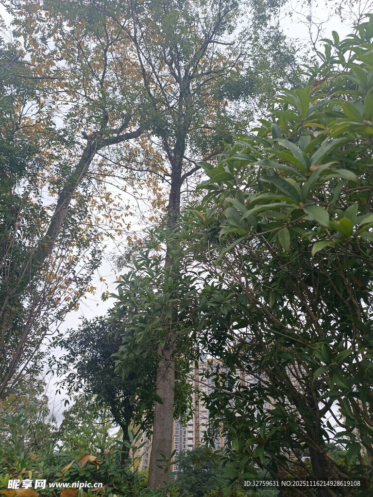 繁茂树林中的自然景致