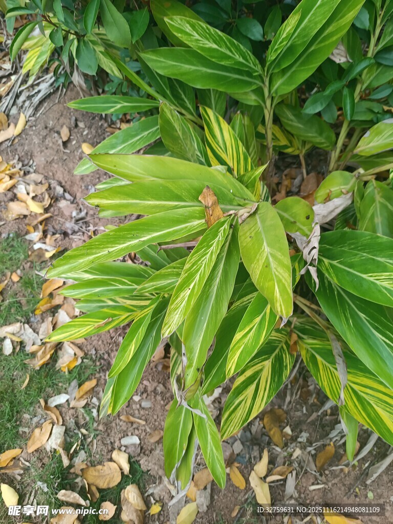 翠绿叶片的植物特写