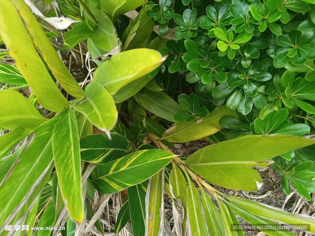 翠绿植物叶片特写