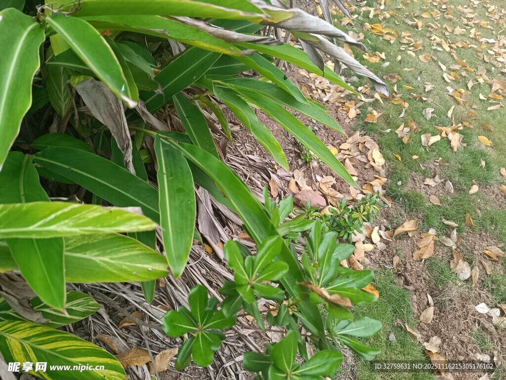 绿叶丛生的自然景象