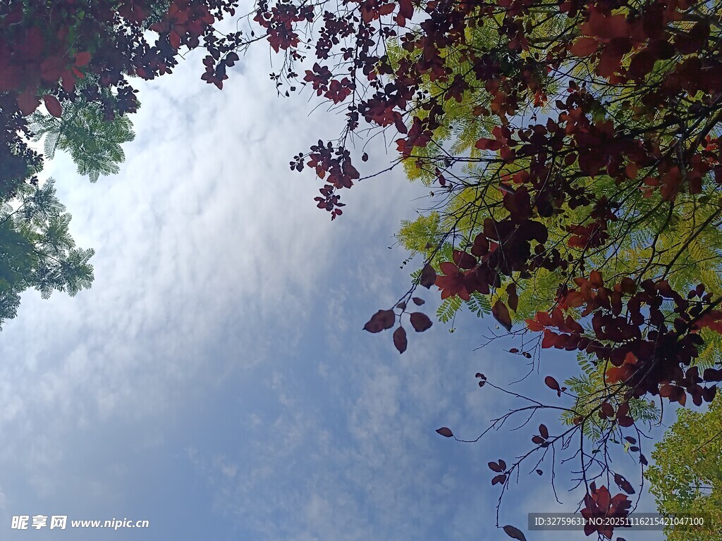 仰视多彩树叶与天空