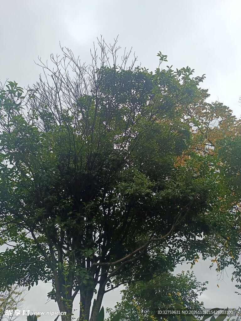 绿树映灰天的自然景象