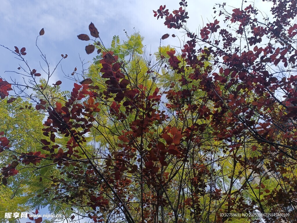 秋日多彩树叶景观