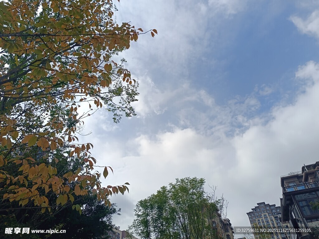 秋日树梢与蓝天白云