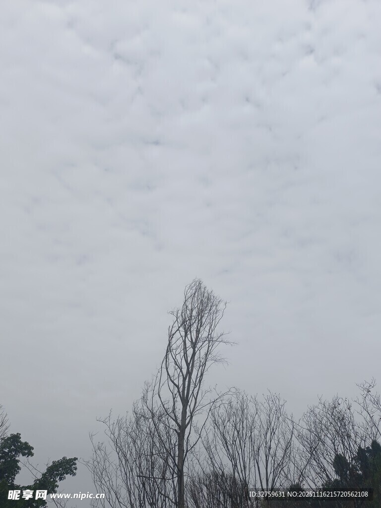 阴天里的枯树与朦胧天空