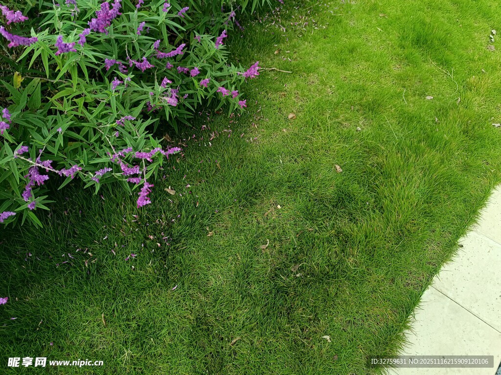 绿草与紫色花卉景观