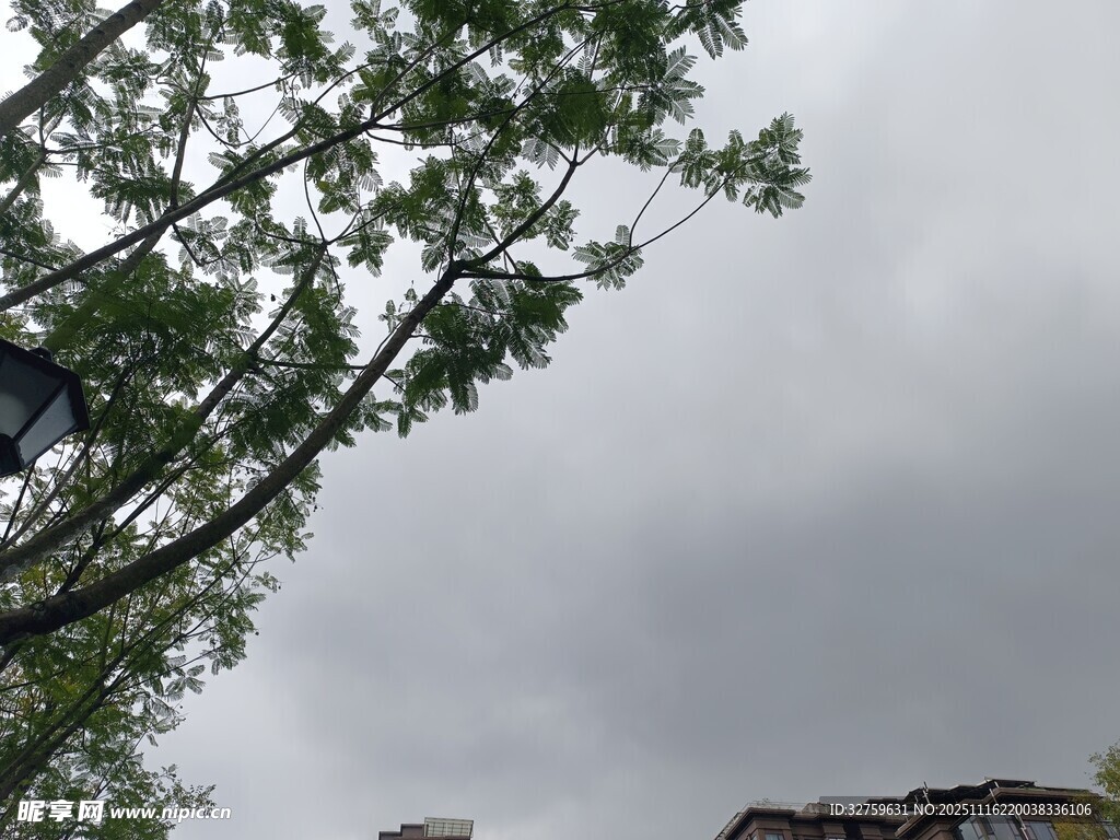 阴天里的绿树与建筑