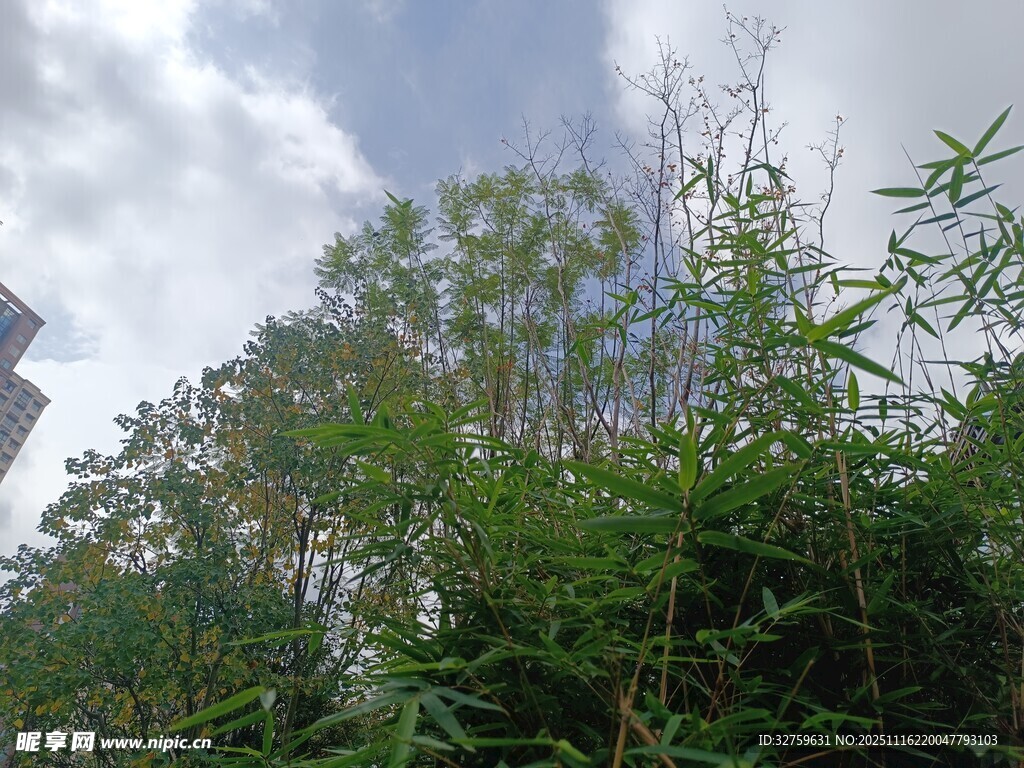 户外繁茂绿植与蓝天白云