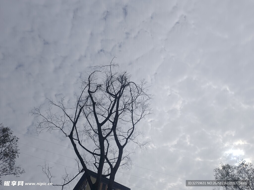 枯树挺立灰白天空下