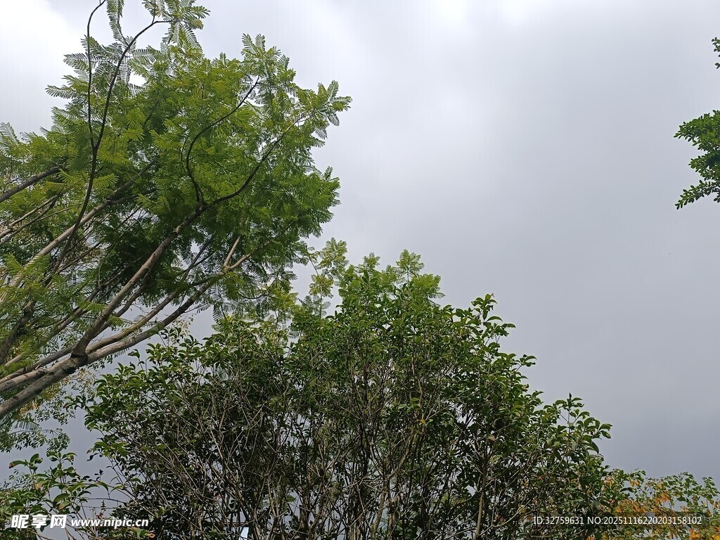 绿树映灰天的自然景致