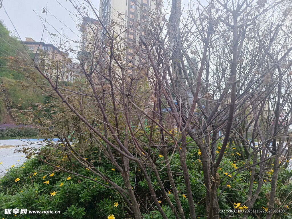 雨中萧瑟灌木景观