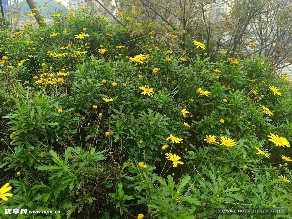 盛开的黄色花卉绿植