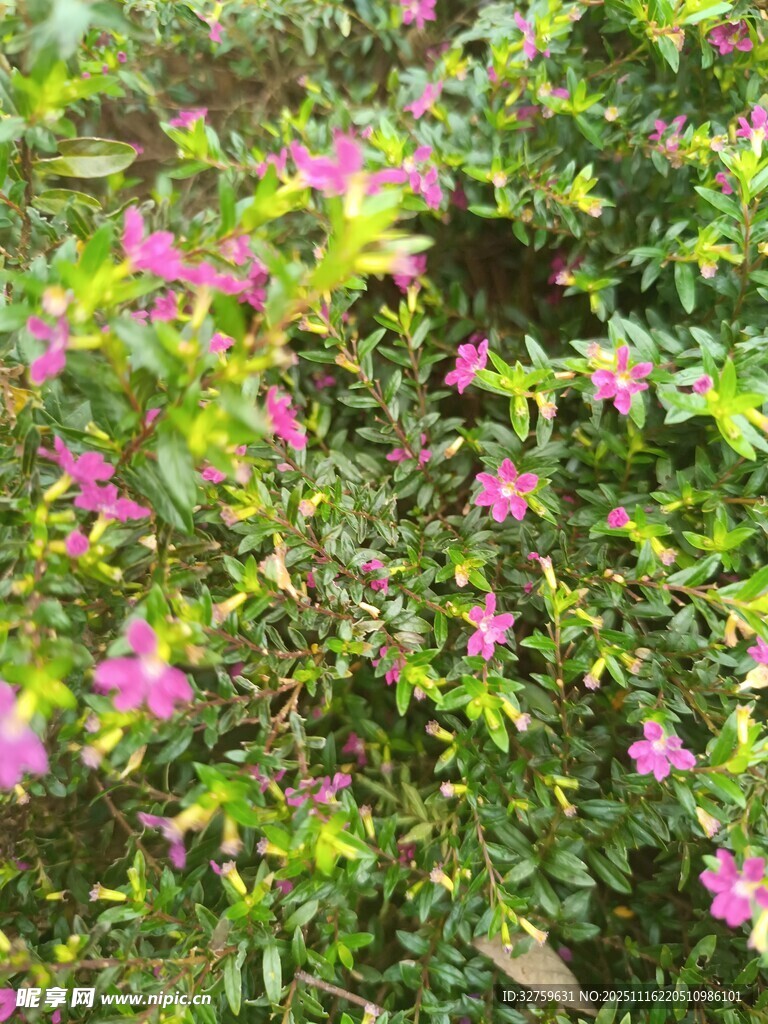 繁茂粉色小花绽放绿意间